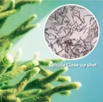 Seanergy Peel Spicule - Bild 3
